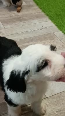 VID_20260804_175428922~2